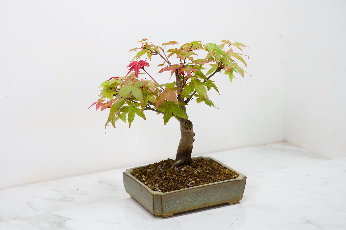 Deshojo Japanese Maple Bonsai + Care Kit