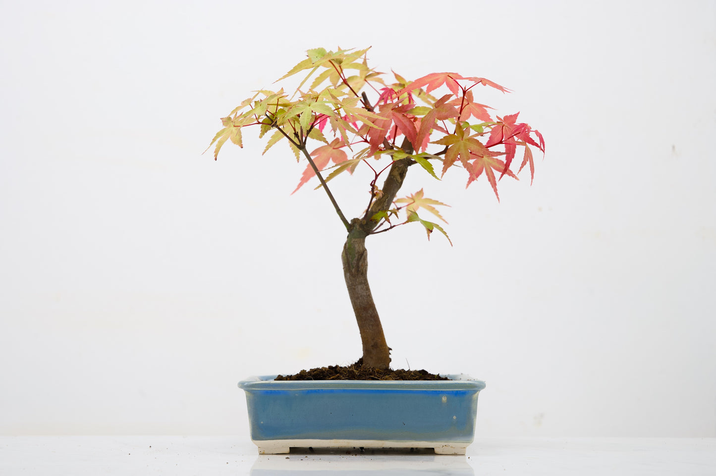 Deshojo Japanese Maple Bonsai & Care Kit