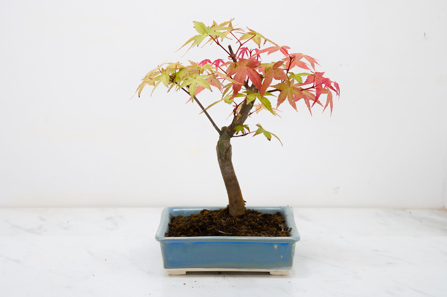 Deshojo Japanese Maple Bonsai & Care Kit