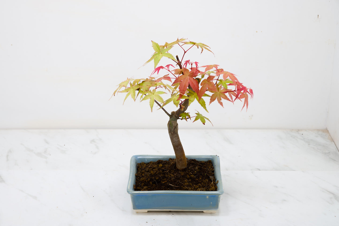 Deshojo Japanese Maple Bonsai & Care Kit
