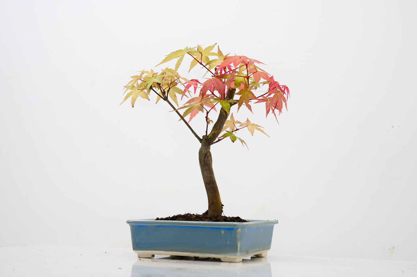 Deshojo Japanese Maple Bonsai & Care Kit
