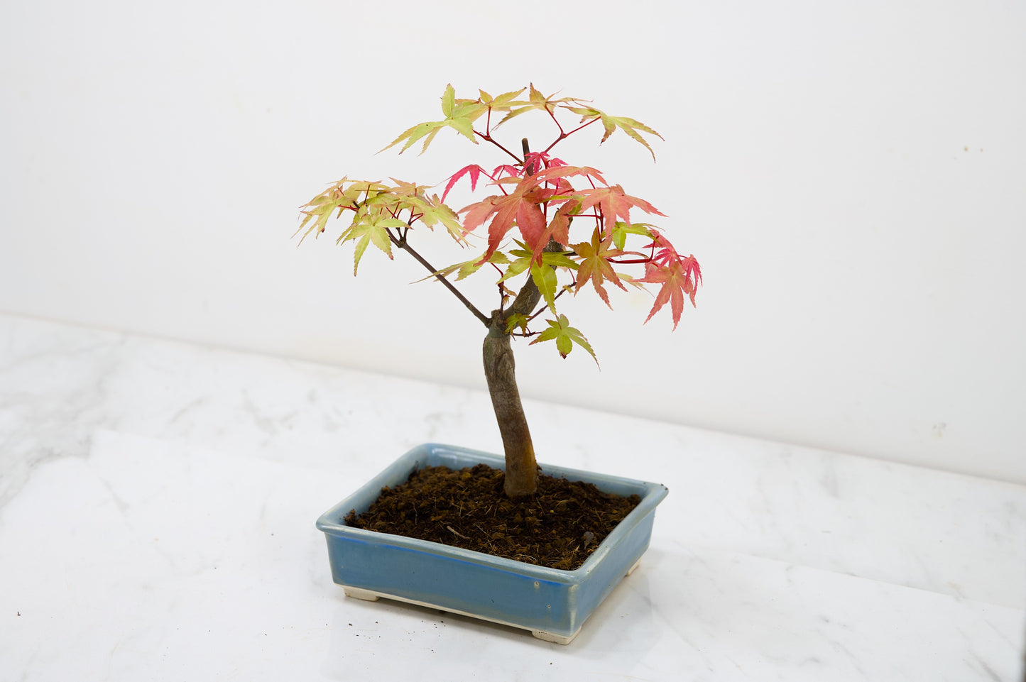 Deshojo Japanese Maple Bonsai & Care Kit
