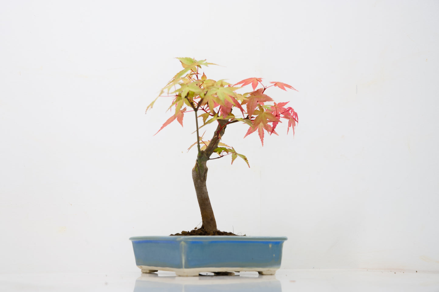 Deshojo Japanese Maple Bonsai & Care Kit