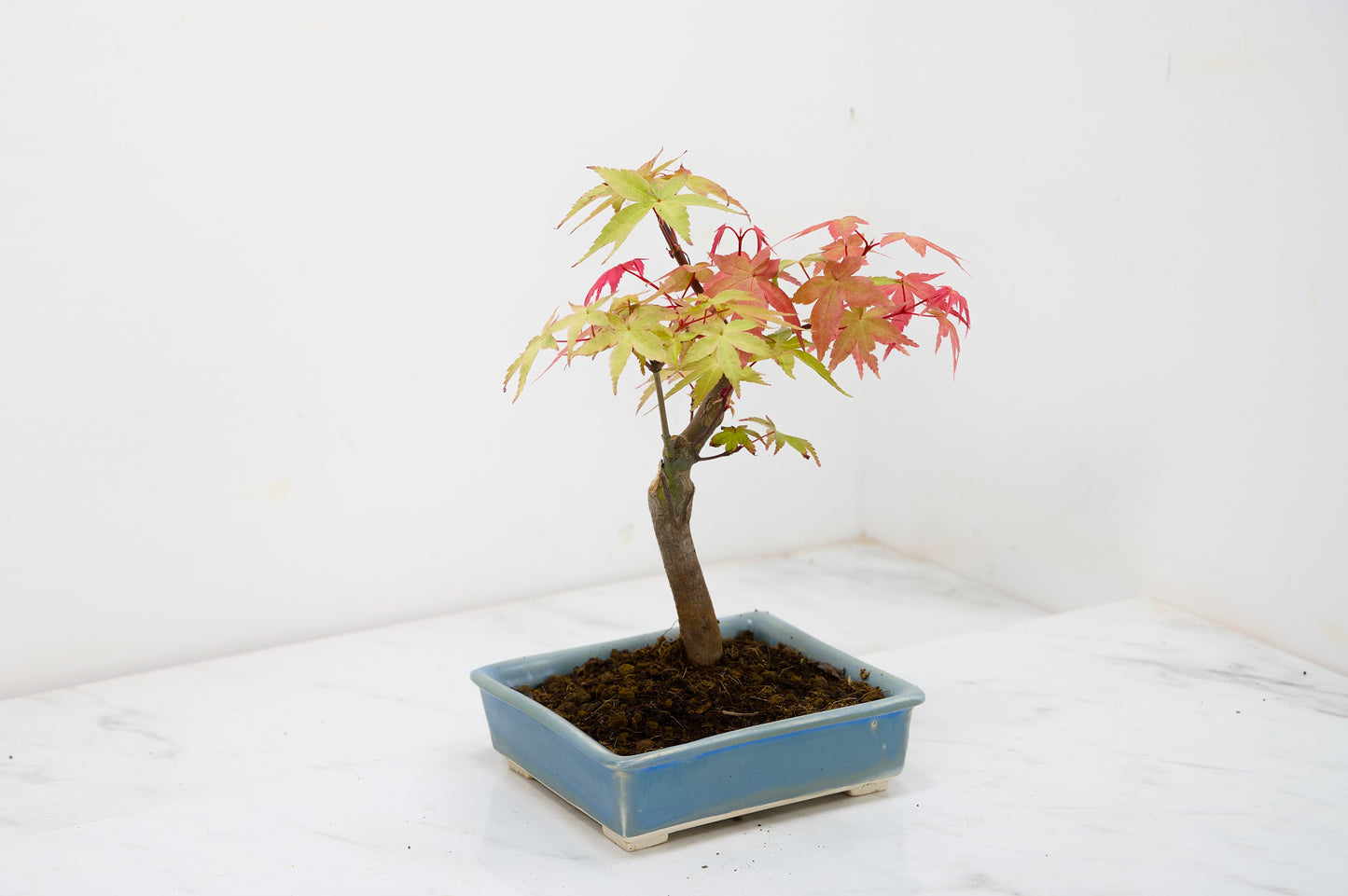 Deshojo Japanese Maple Bonsai & Care Kit