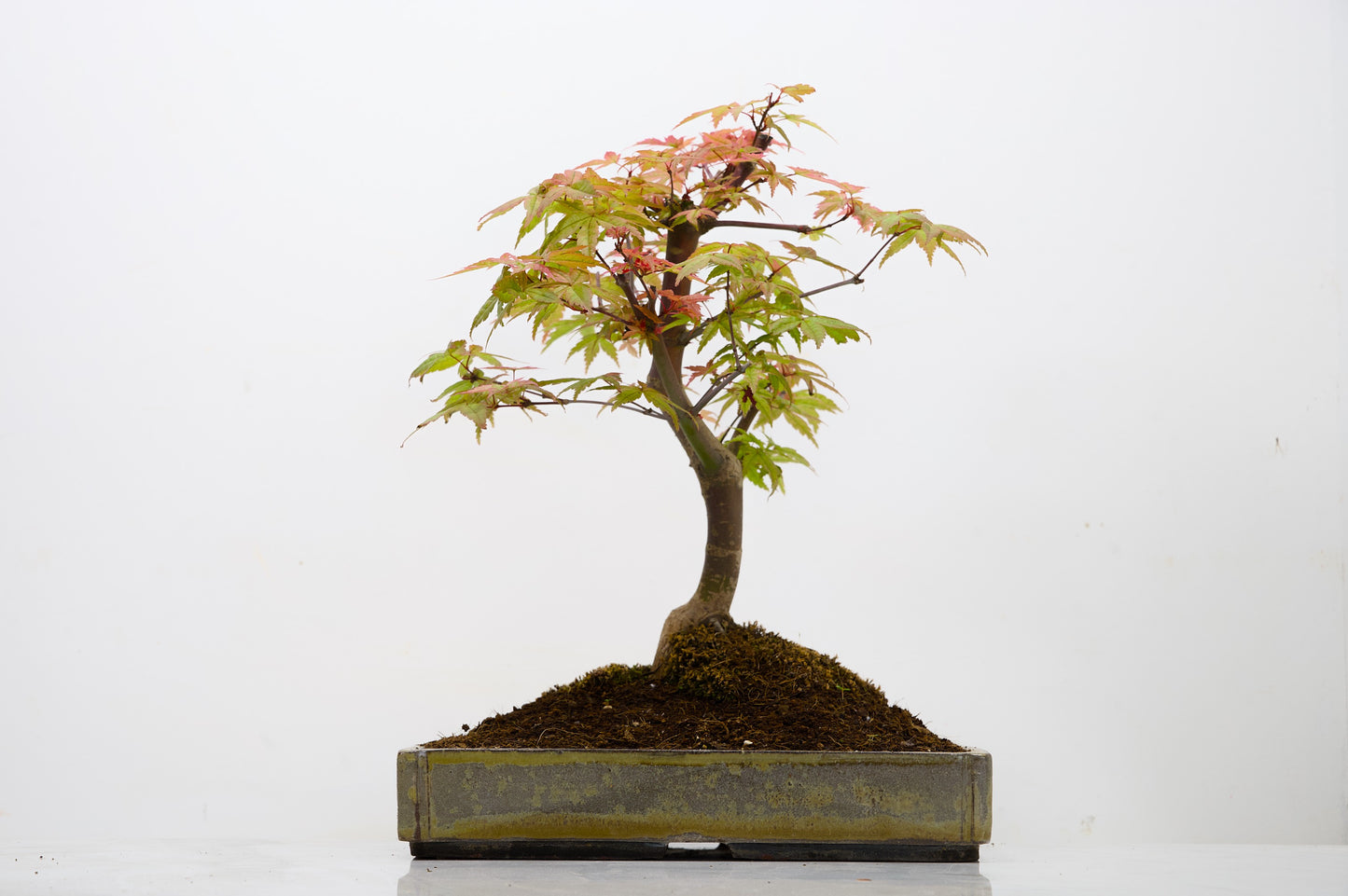 Deshojo Japanese Maple Bonsai+ Care Kit