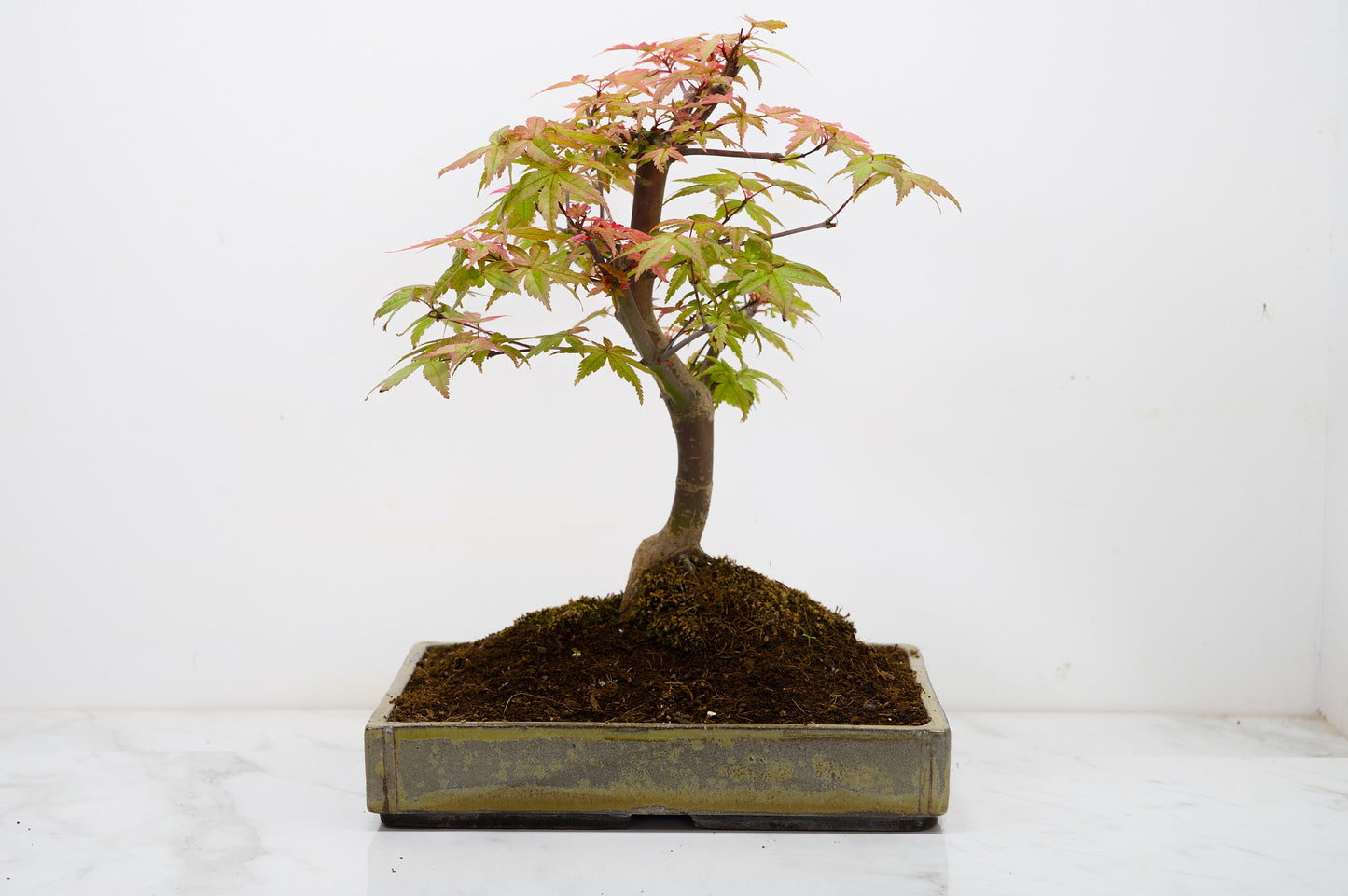 Deshojo Japanese Maple Bonsai+ Care Kit