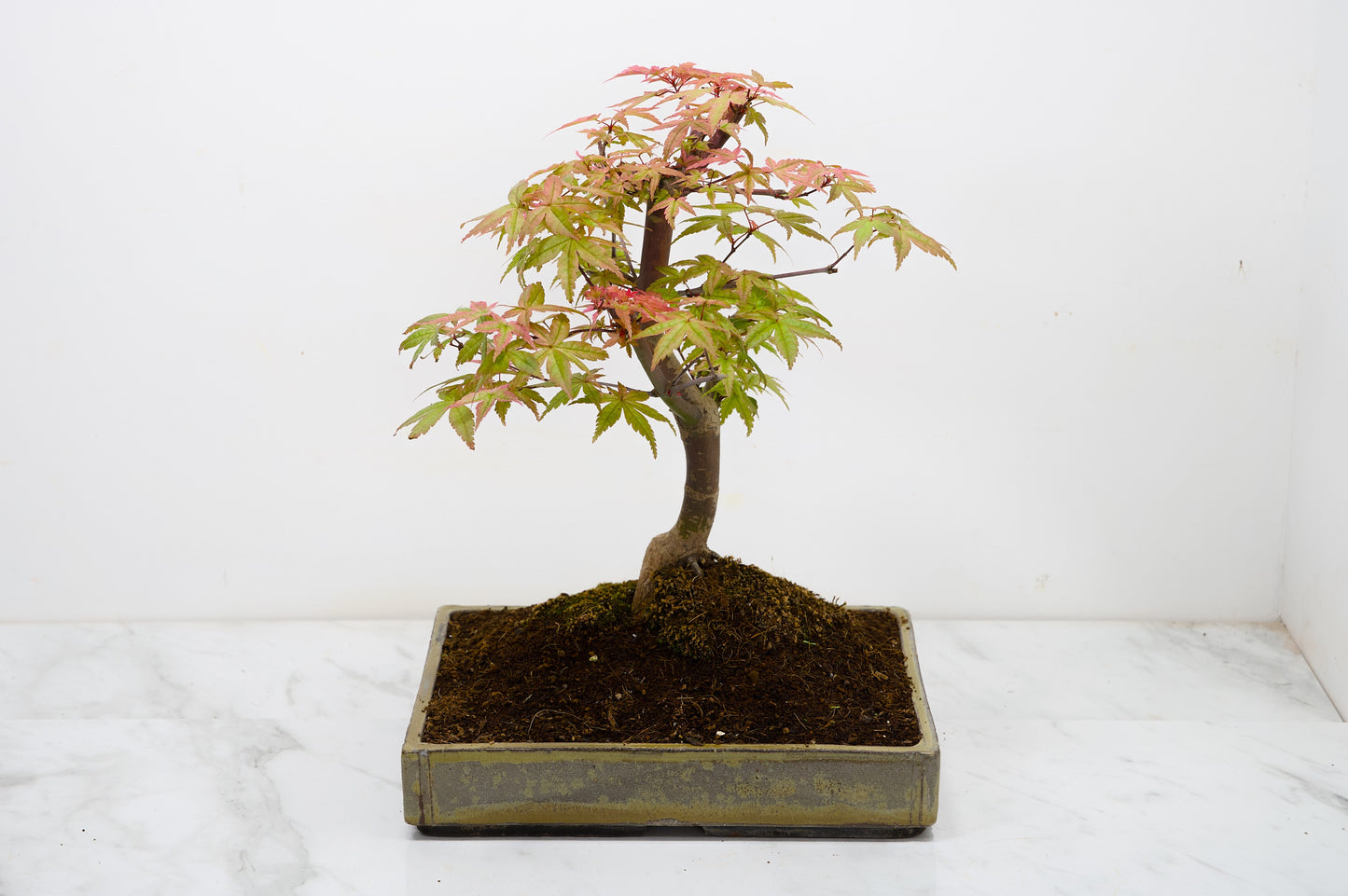 Deshojo Japanese Maple Bonsai+ Care Kit