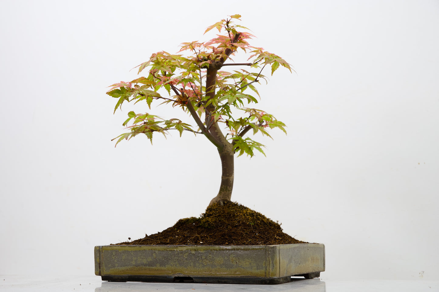 Deshojo Japanese Maple Bonsai+ Care Kit