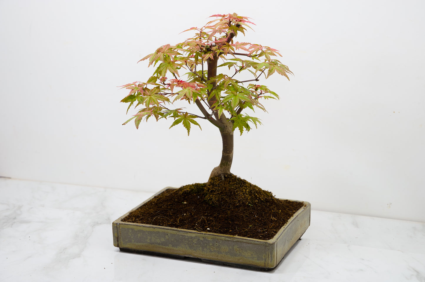 Deshojo Japanese Maple Bonsai+ Care Kit