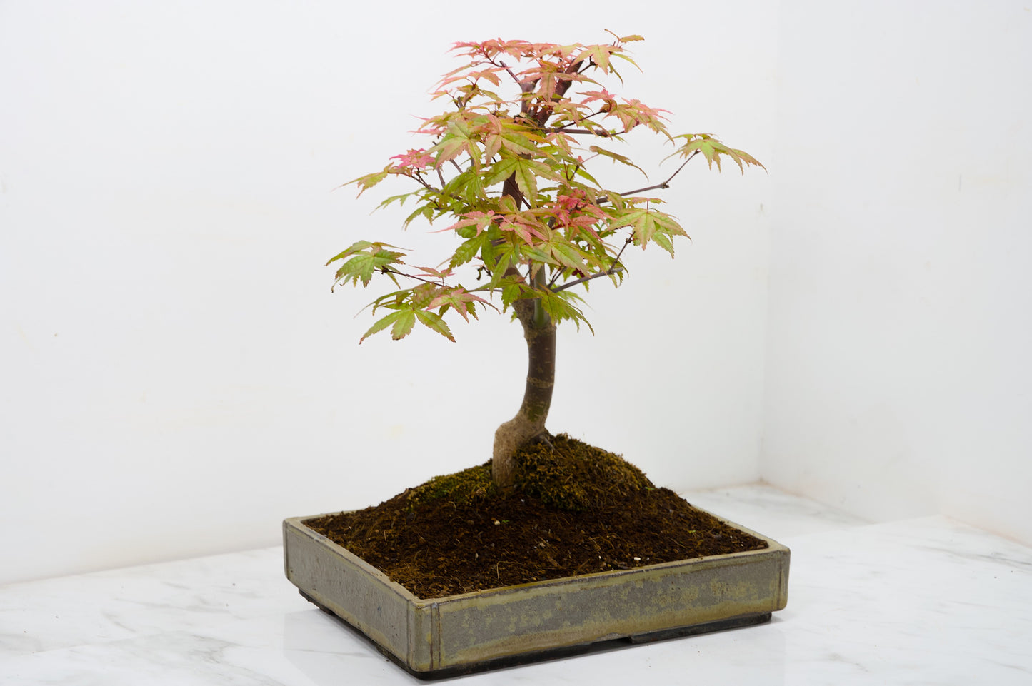 Deshojo Japanese Maple Bonsai+ Care Kit