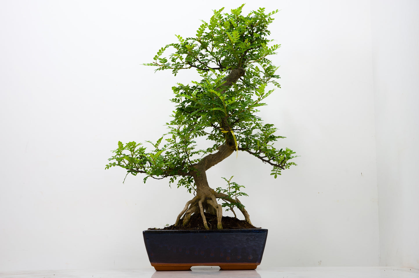 Japanese Pepper Bonsai  S Trunk - 25cm Blue Ceramic Pot