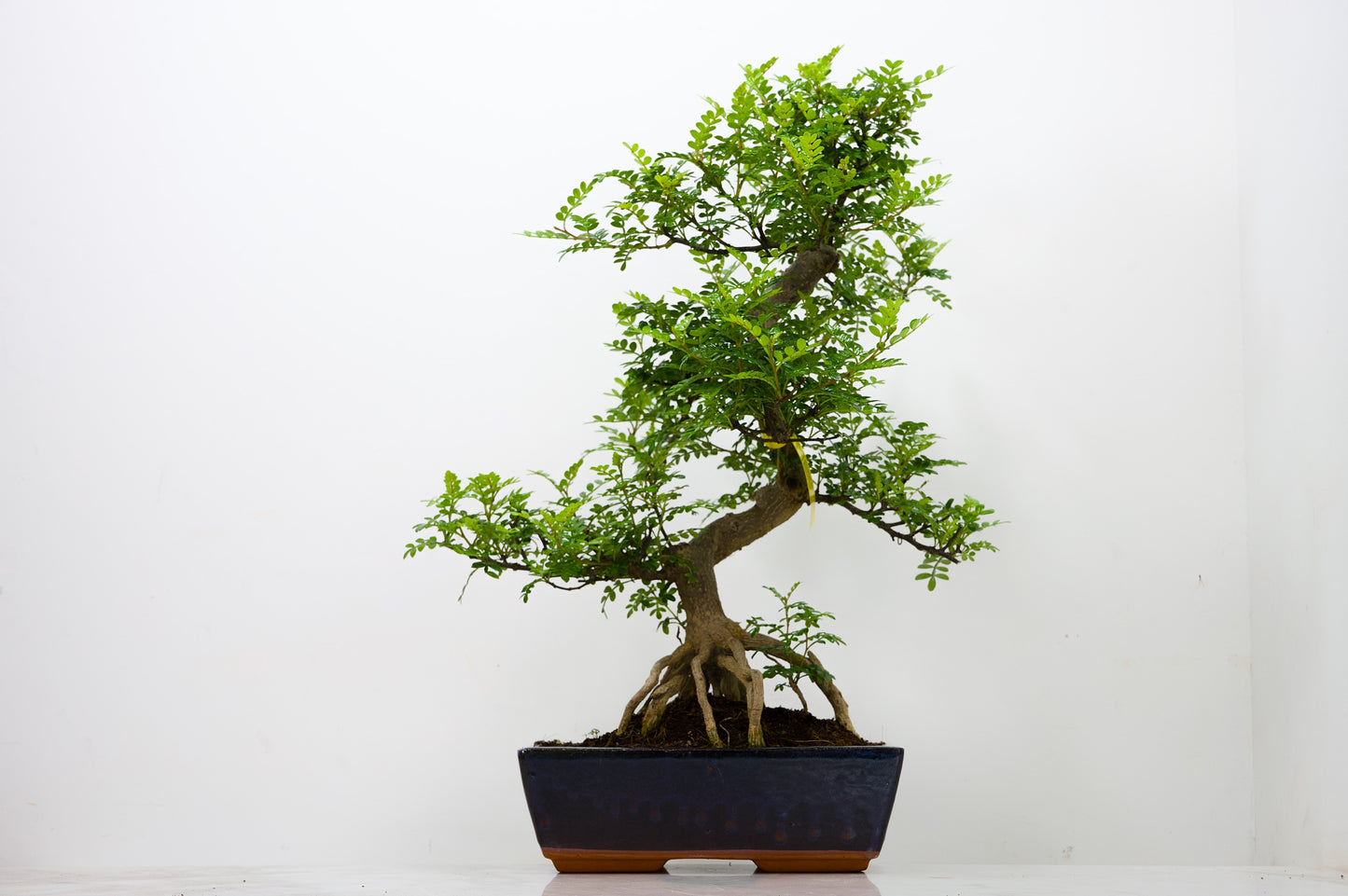 Japanese Pepper Bonsai  S Trunk - 25cm Blue Ceramic Pot