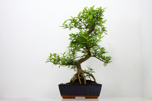 Japanese Pepper Bonsai  S Trunk - 25cm Blue Ceramic Pot