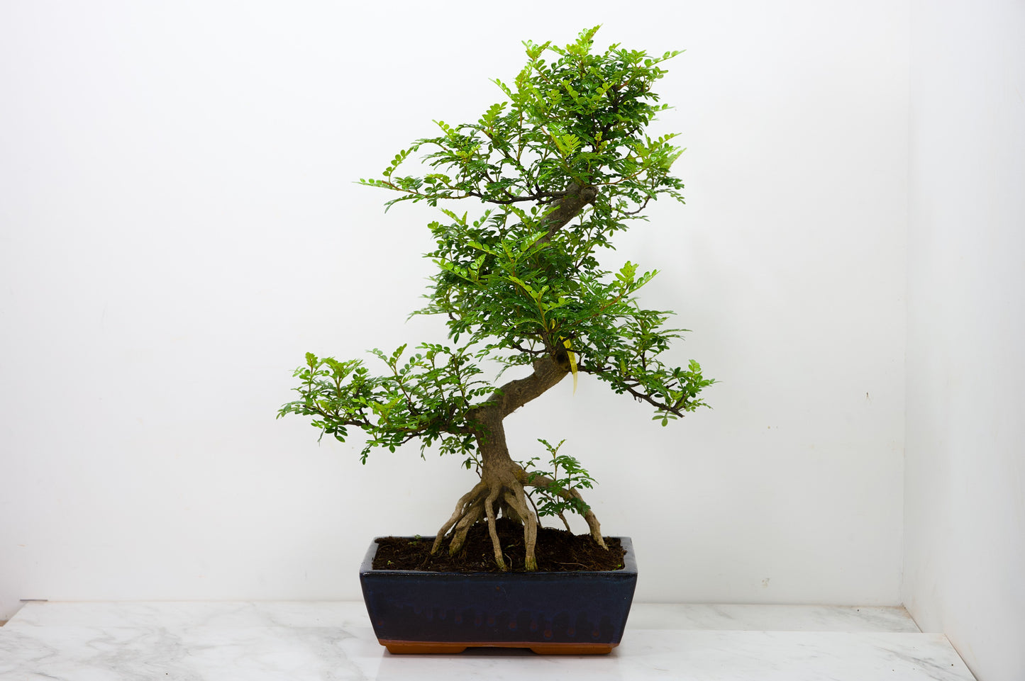 Japanese Pepper Bonsai  S Trunk - 25cm Blue Ceramic Pot