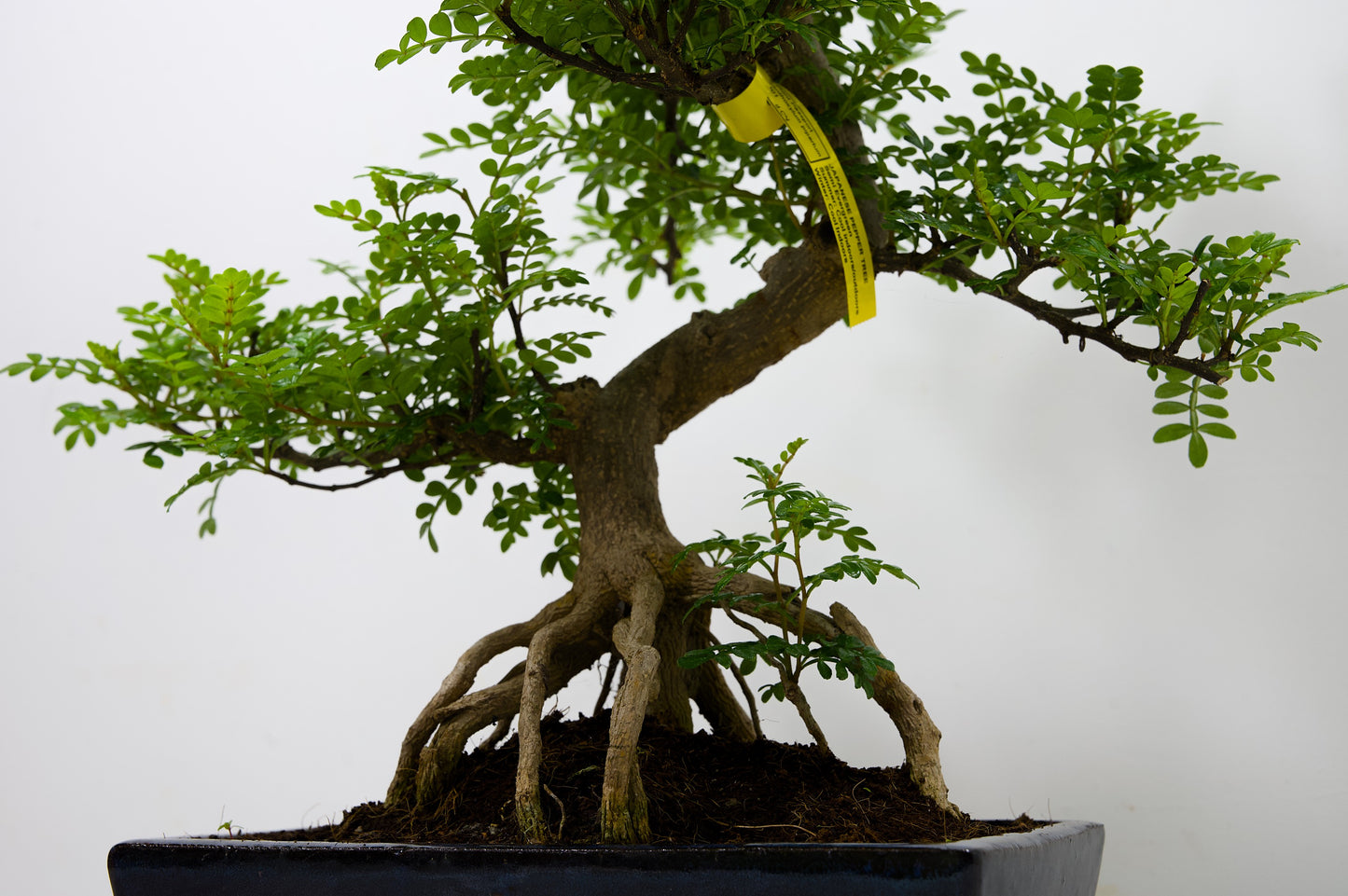 Japanese Pepper Bonsai  S Trunk - 25cm Blue Ceramic Pot