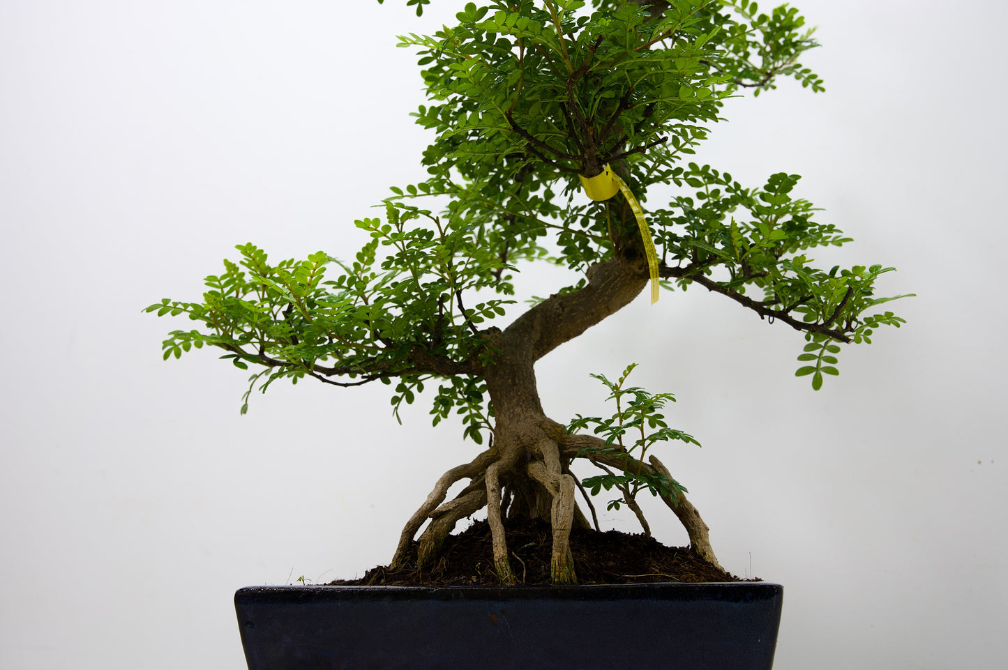 Japanese Pepper Bonsai  S Trunk - 25cm Blue Ceramic Pot