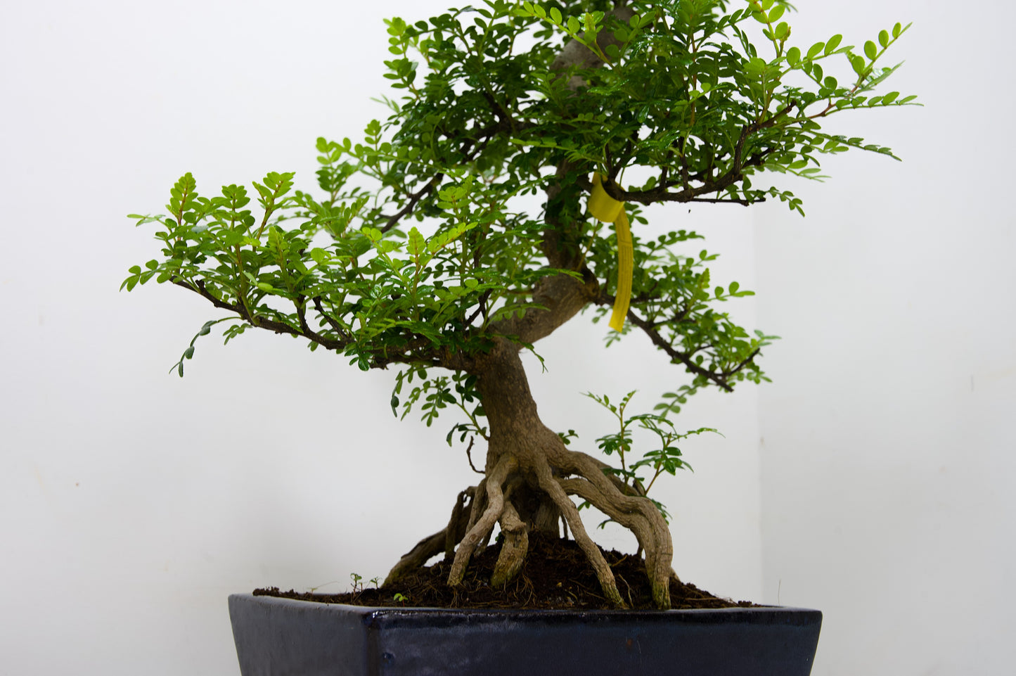 Japanese Pepper Bonsai  S Trunk - 25cm Blue Ceramic Pot