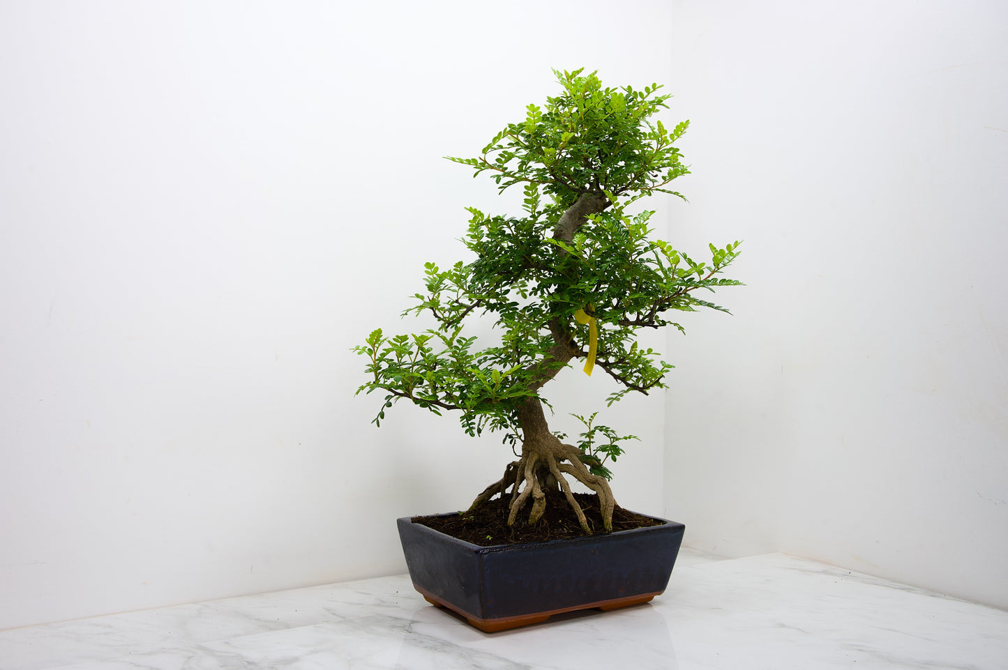 Japanese Pepper Bonsai  S Trunk - 25cm Blue Ceramic Pot