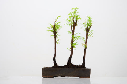 Dawn Redwood Bonsai 3 Tree Group