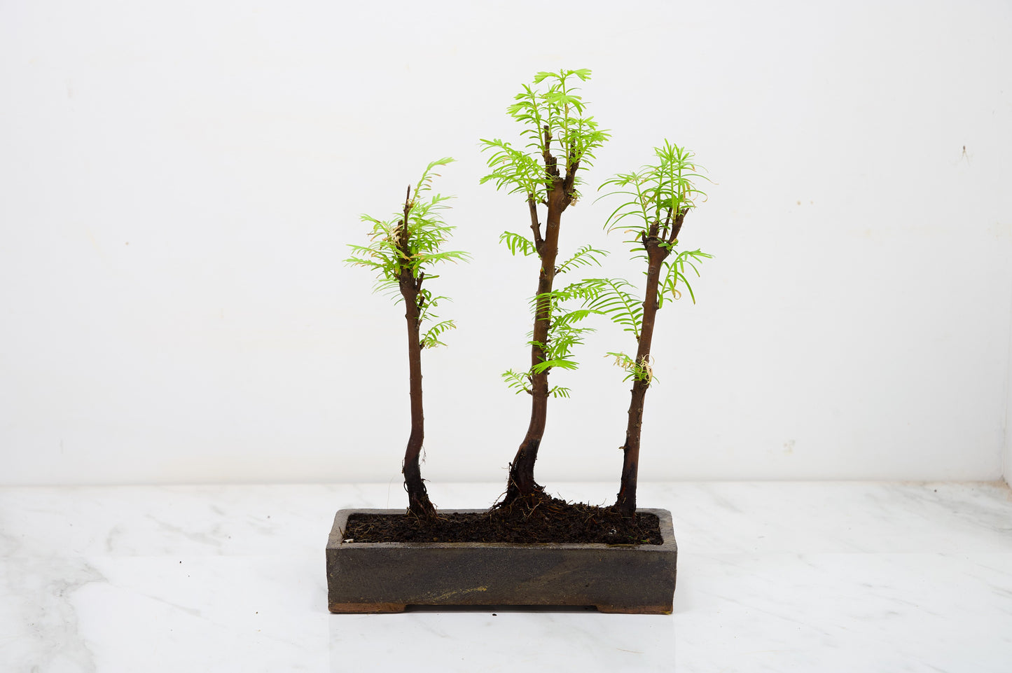 Dawn Redwood Bonsai 3 Tree Group