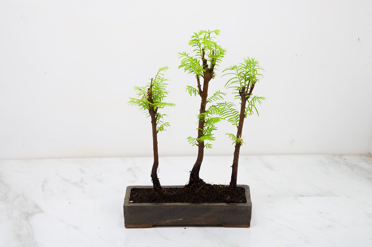 Dawn Redwood Bonsai 3 Tree Group