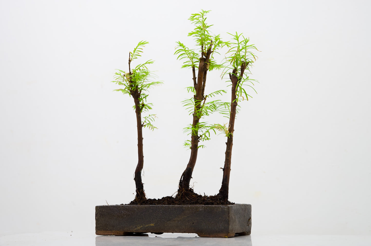 Dawn Redwood Bonsai 3 Tree Group