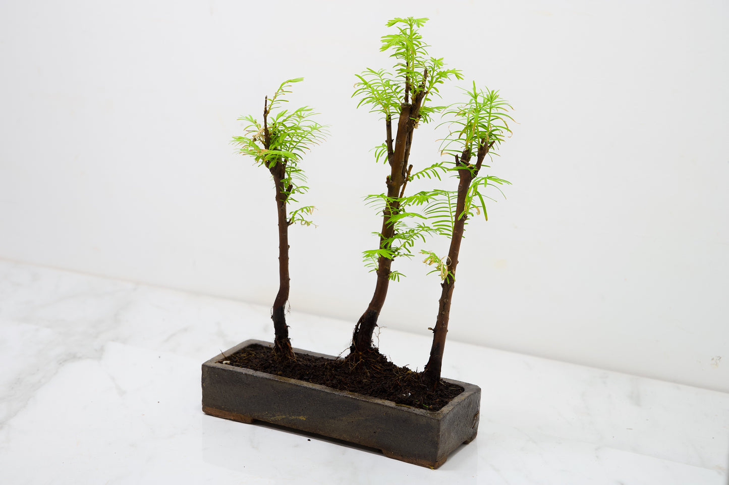 Dawn Redwood Bonsai 3 Tree Group