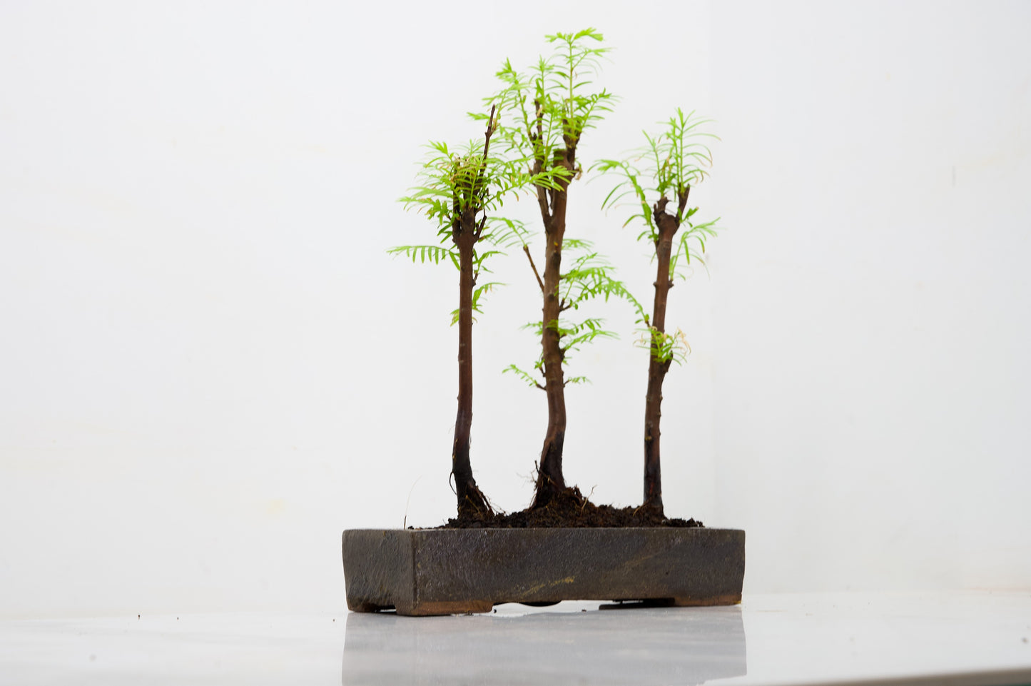 Dawn Redwood Bonsai 3 Tree Group