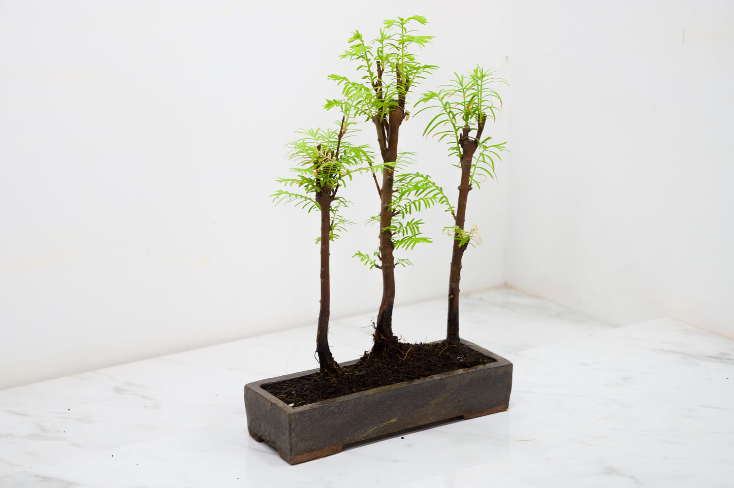 Dawn Redwood Bonsai 3 Tree Group