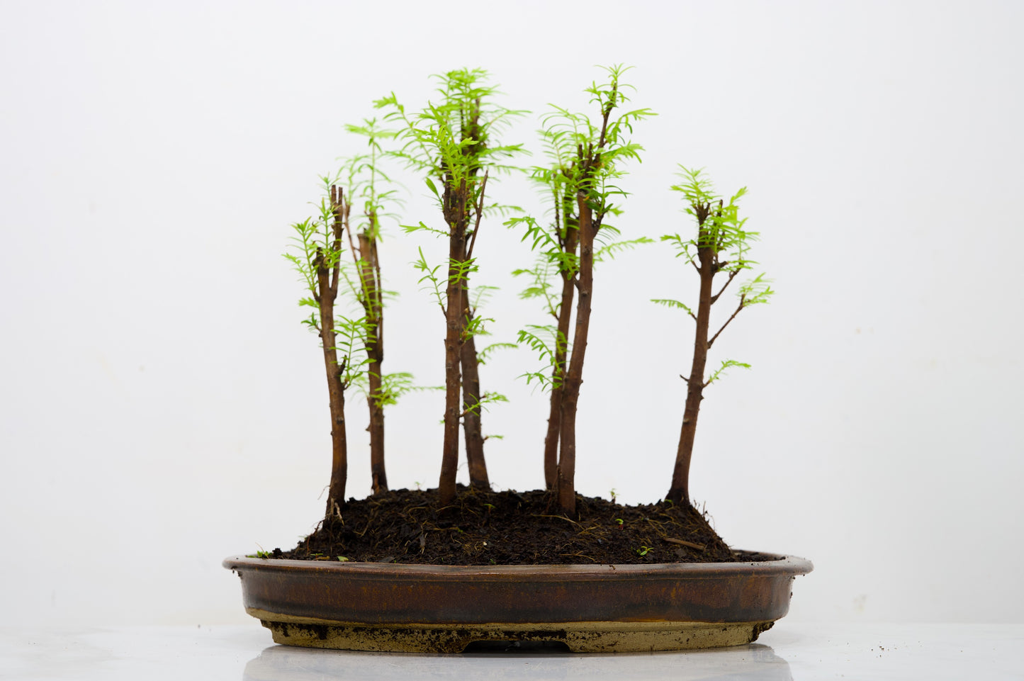 Dawn Redwood Bonsai 7 Tree Group Planting