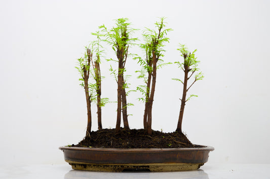 Dawn Redwood Bonsai 7 Tree Group Planting