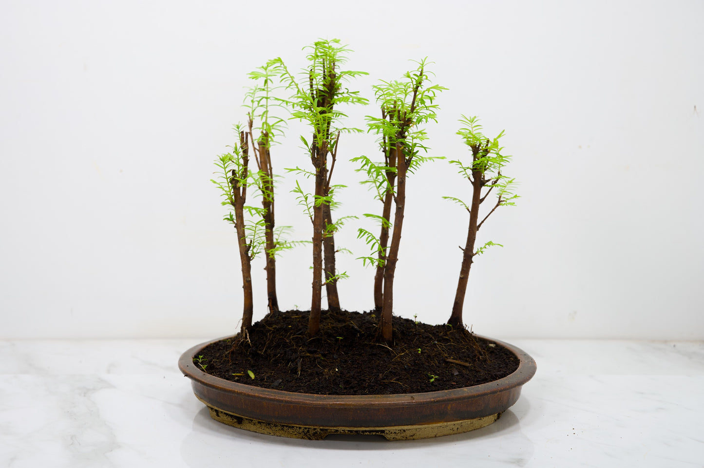 Dawn Redwood Bonsai 7 Tree Group Planting