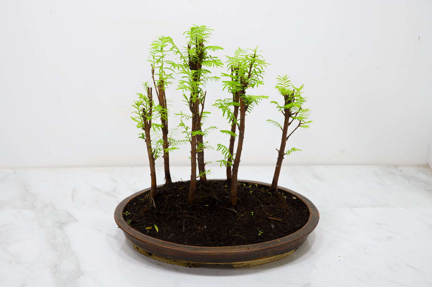 Dawn Redwood Bonsai 7 Tree Group Planting