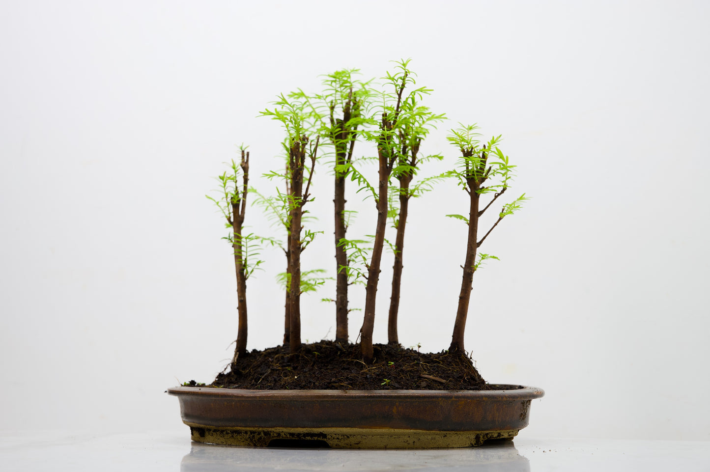 Dawn Redwood Bonsai 7 Tree Group Planting