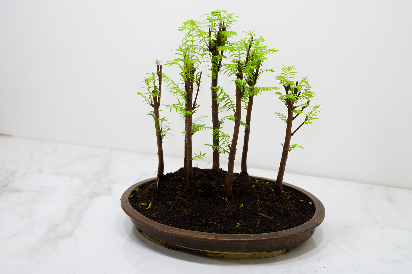 Dawn Redwood Bonsai 7 Tree Group Planting