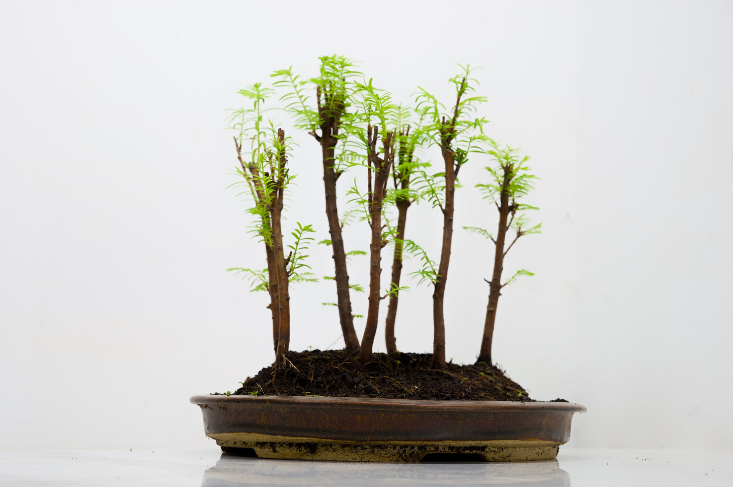 Dawn Redwood Bonsai 7 Tree Group Planting