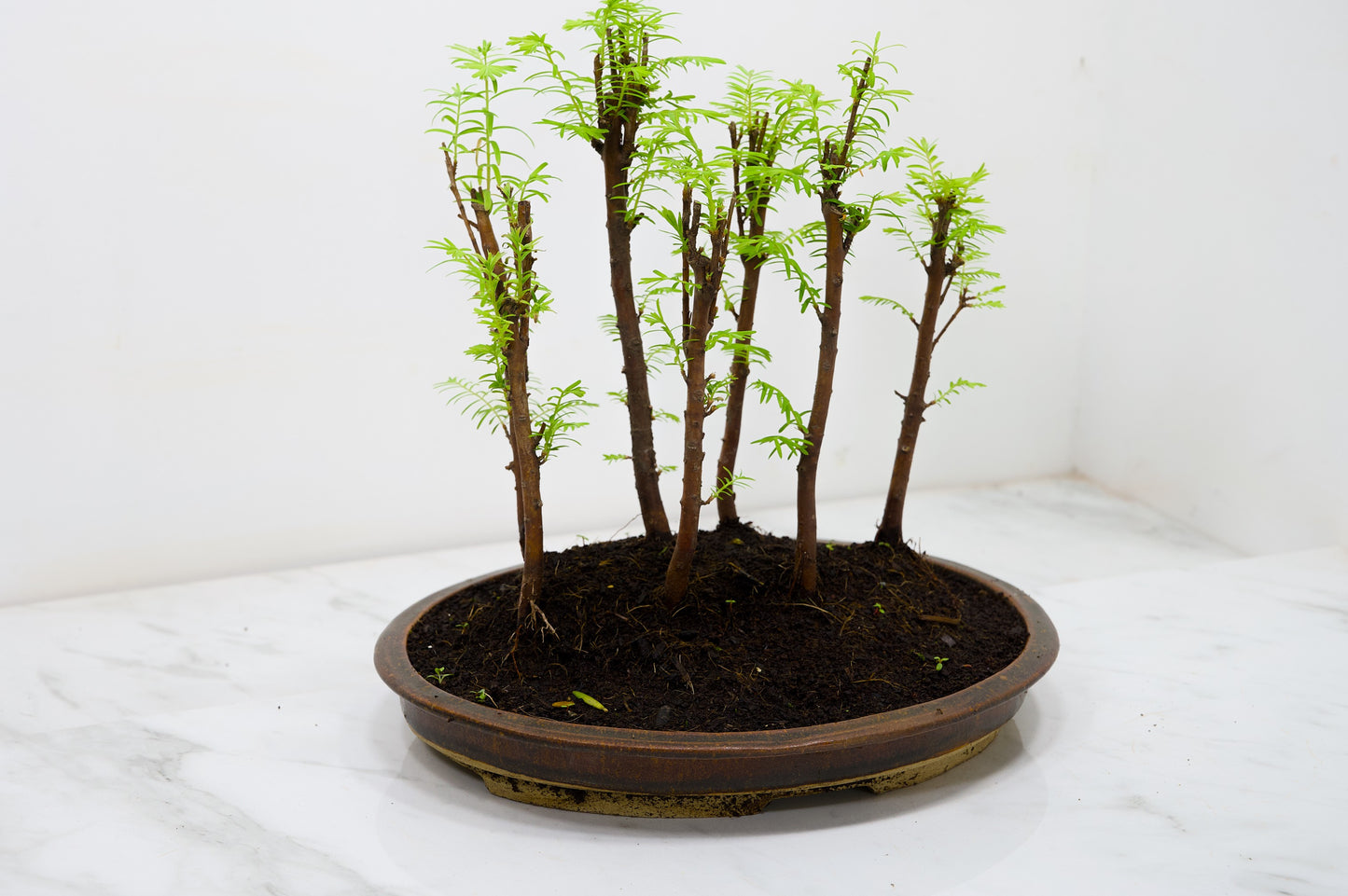 Dawn Redwood Bonsai 7 Tree Group Planting