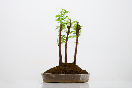 Dawn Redwood Bonsai 3 Tree Group