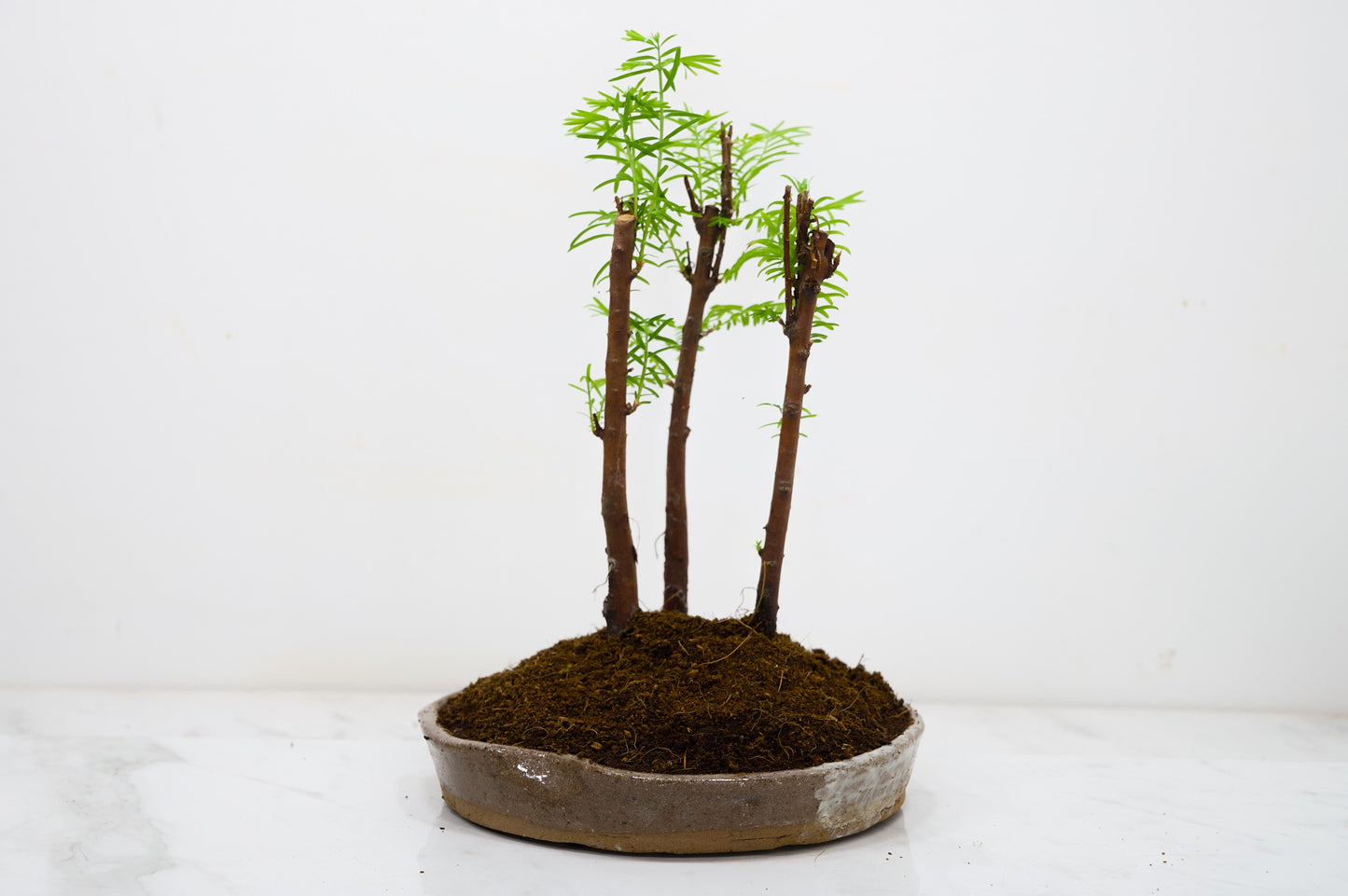 Dawn Redwood Bonsai 3 Tree Group
