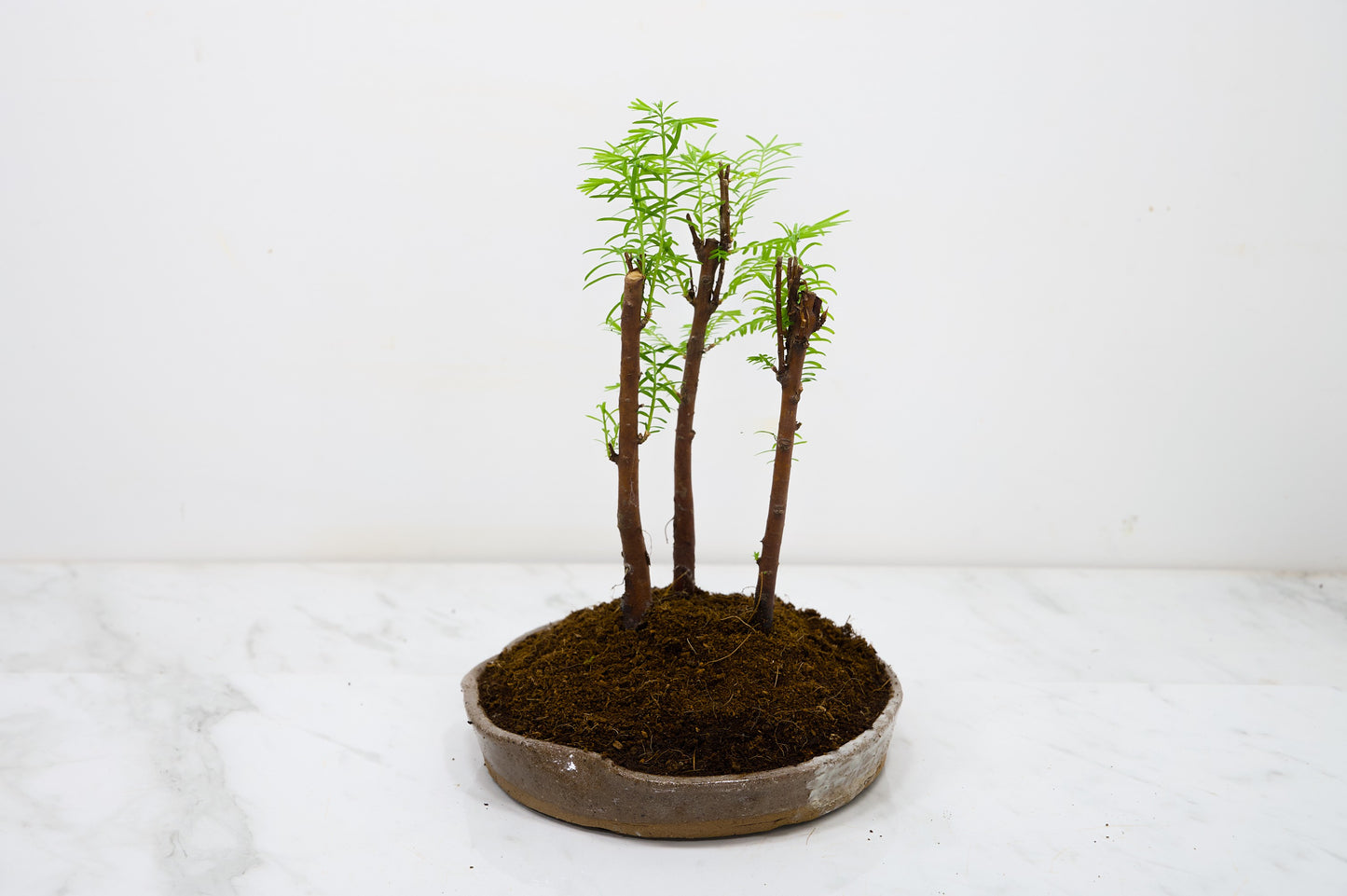 Dawn Redwood Bonsai 3 Tree Group