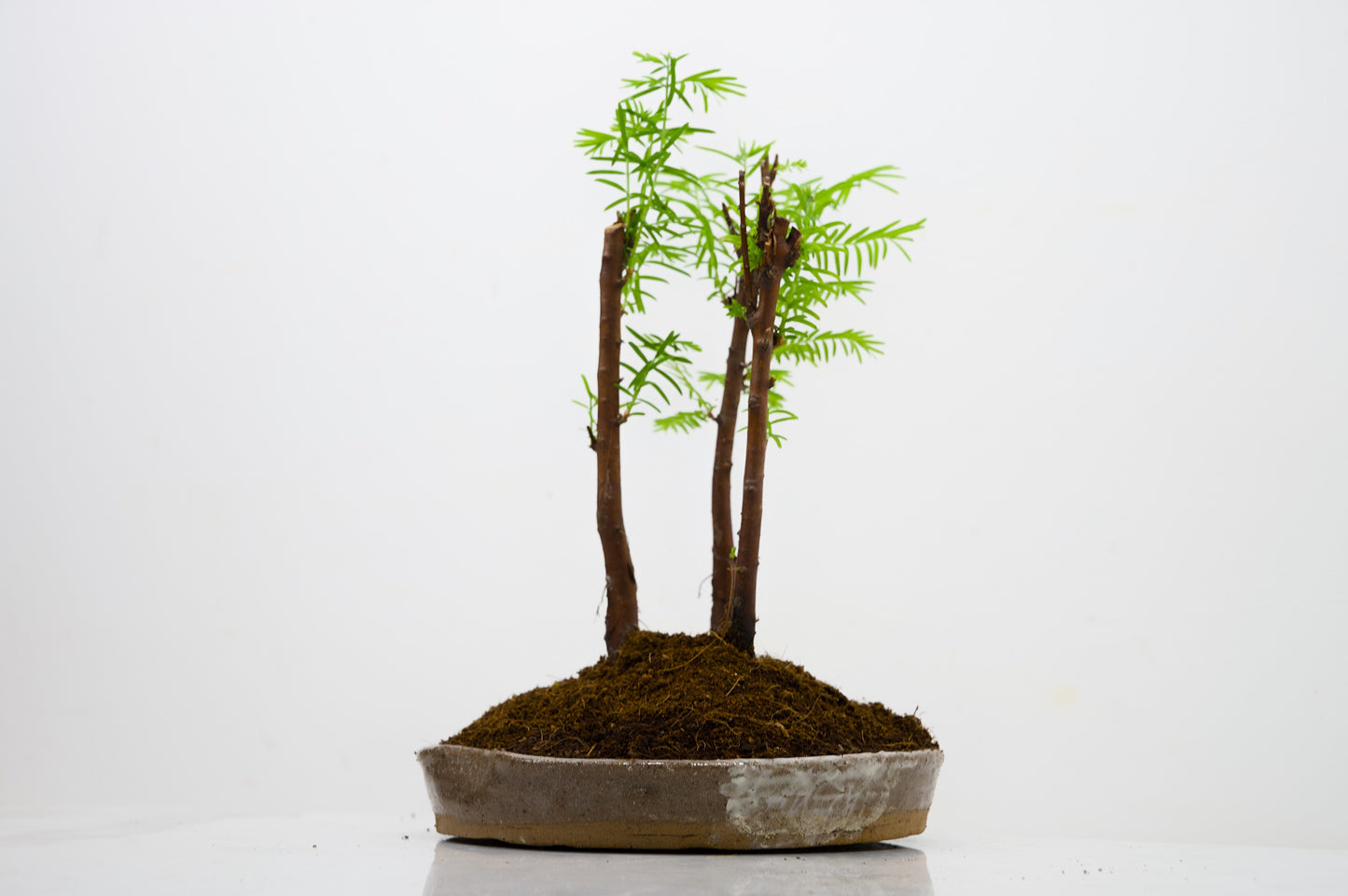 Dawn Redwood Bonsai 3 Tree Group