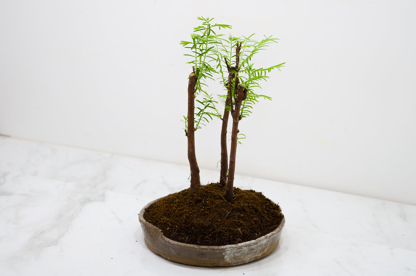 Dawn Redwood Bonsai 3 Tree Group