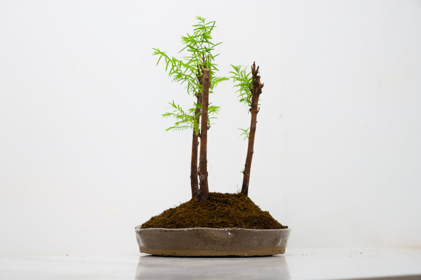 Dawn Redwood Bonsai 3 Tree Group