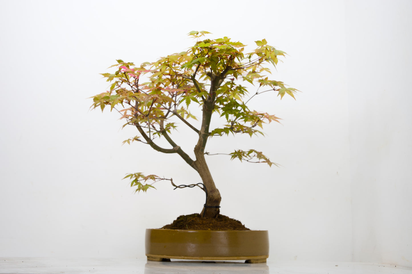 Deshojo Japanese Maple Bonsai+ Care Kit