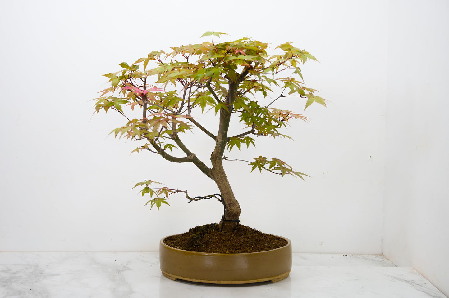 Deshojo Japanese Maple Bonsai+ Care Kit