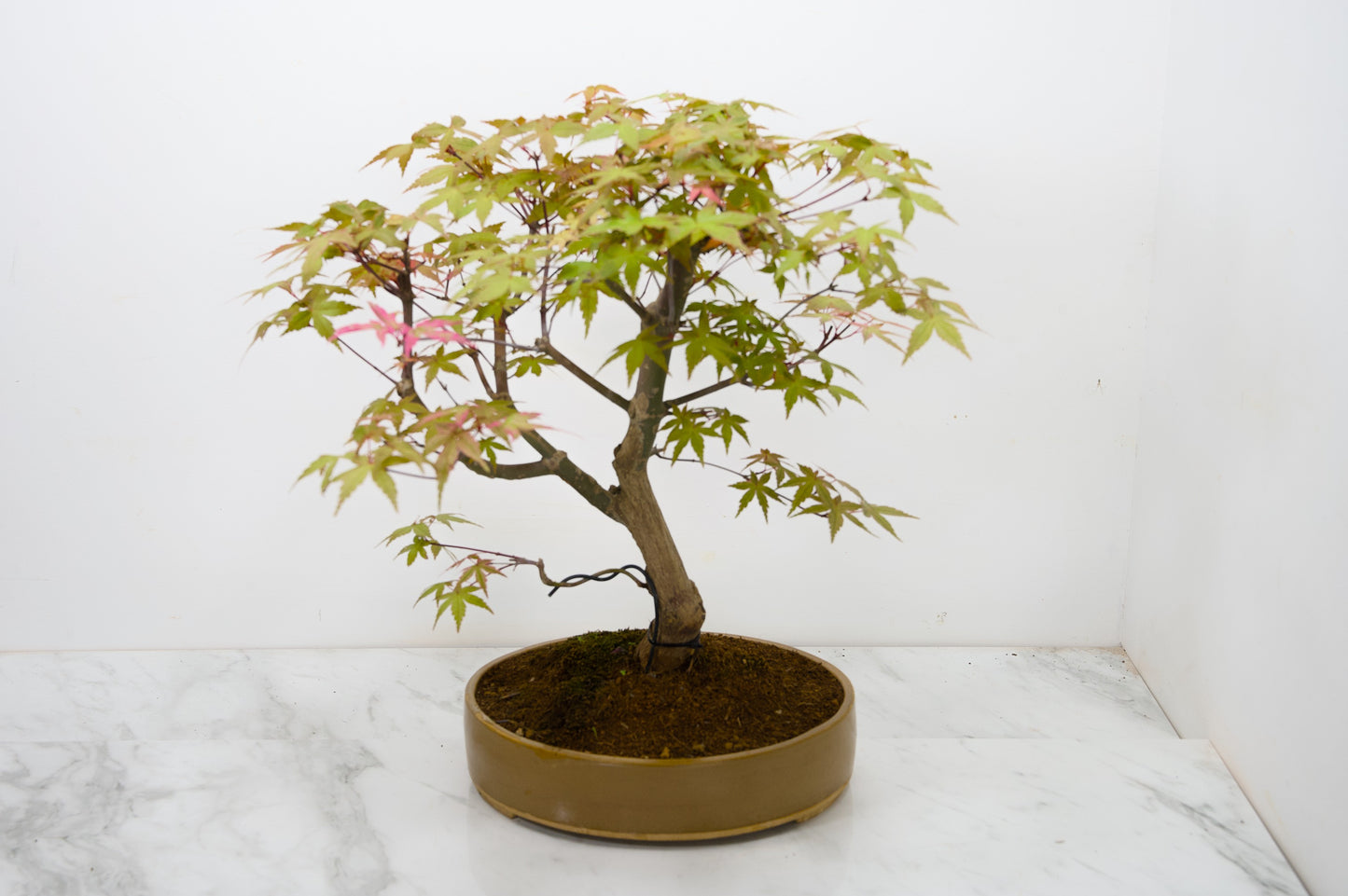 Deshojo Japanese Maple Bonsai+ Care Kit
