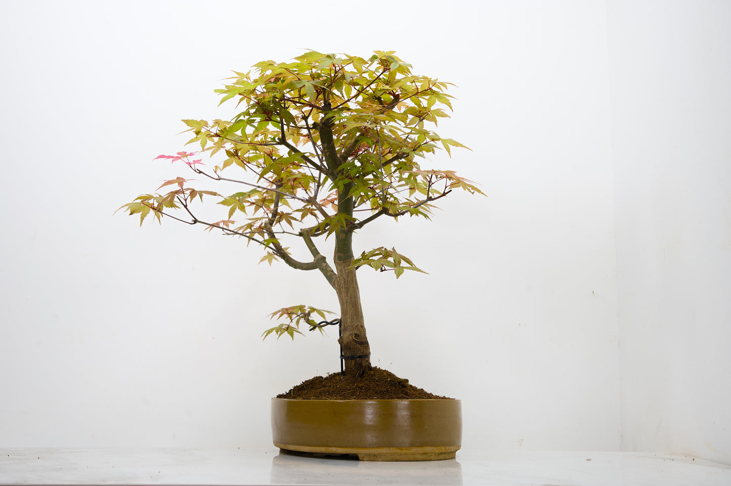 Deshojo Japanese Maple Bonsai+ Care Kit