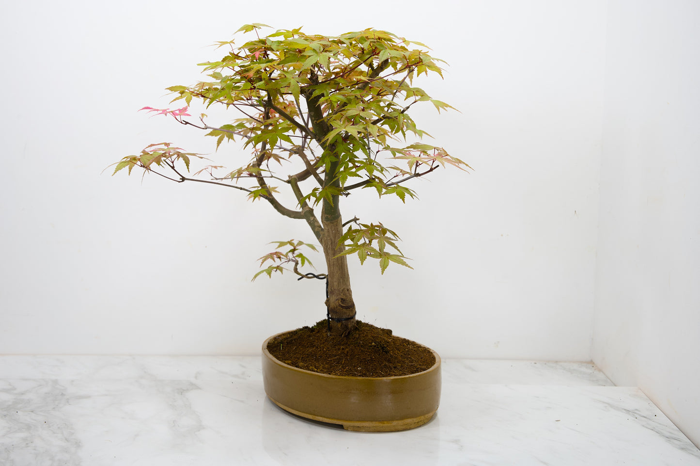 Deshojo Japanese Maple Bonsai+ Care Kit