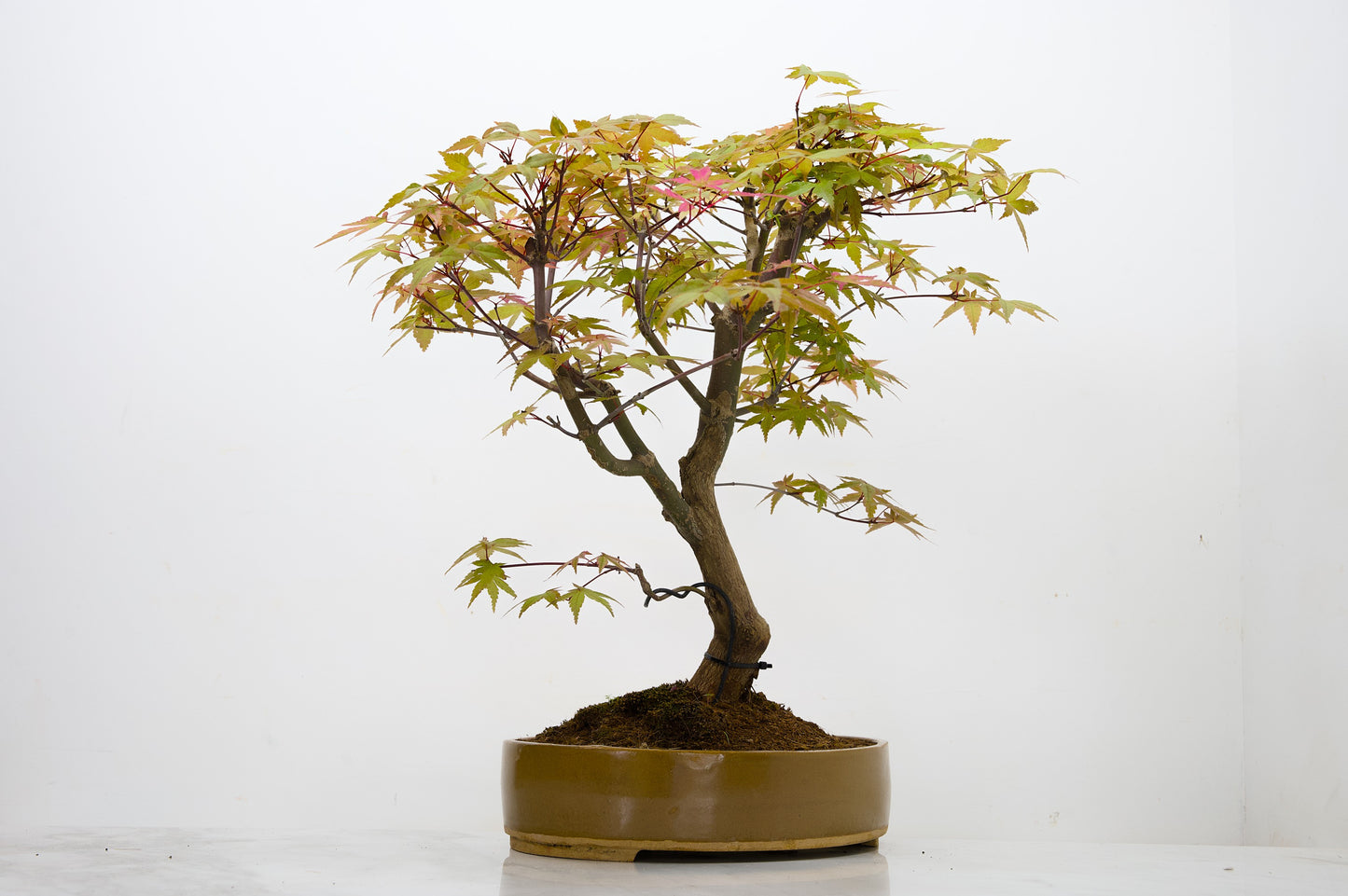 Deshojo Japanese Maple Bonsai+ Care Kit