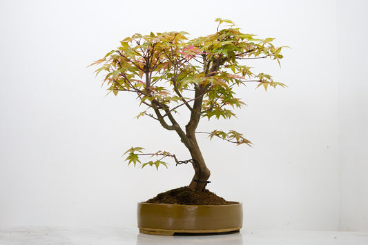 Deshojo Japanese Maple Bonsai+ Care Kit